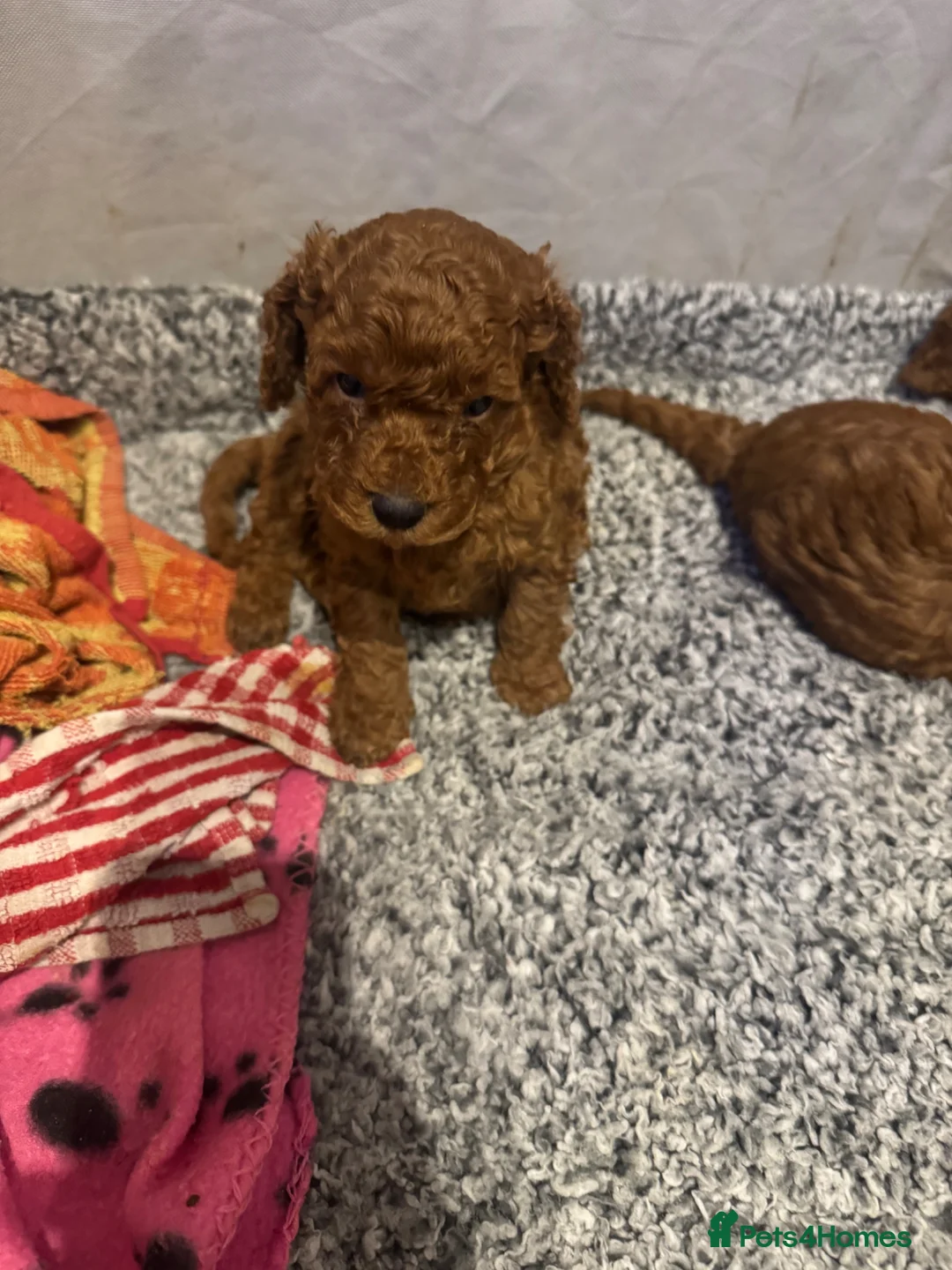 Cockapoo dogs for sale: Beautiful litter of red cockapoos  - Advert 12