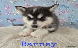 Pomsky dogs for sale: Stunning Pomsky Puppies Ready Now - Image 11