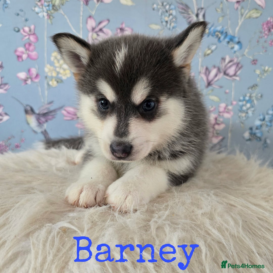Pomsky dogs for sale: Stunning Pomsky Puppies Ready Now - Image 11
