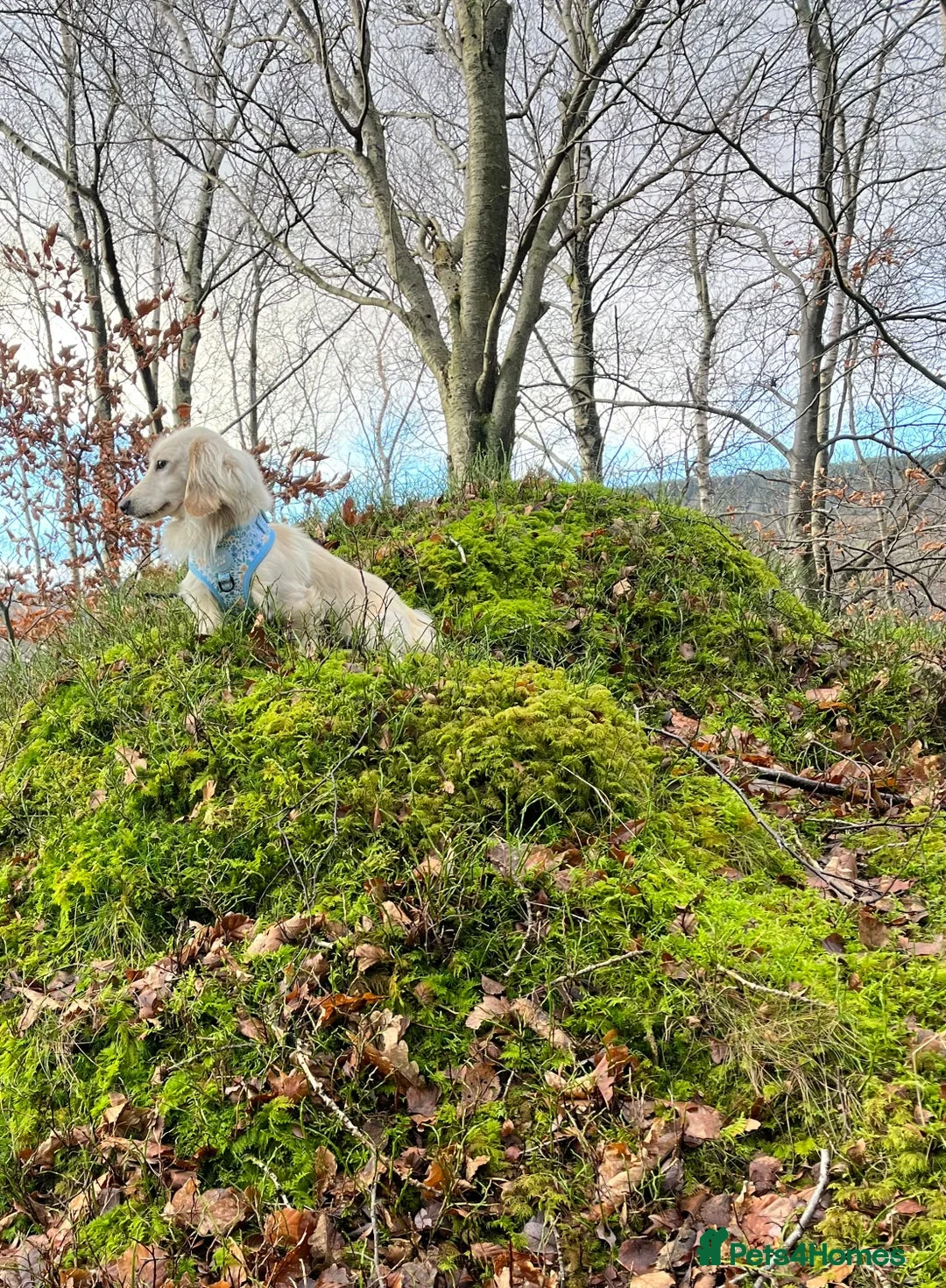 Miniature Dachshund dogs for sale: Rare Cream Mini Longcoat Dachshund Puppies in Dalkeith - Advert 18