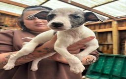 Whippet dogs for sale: Whippet pups x14 - Advert 11