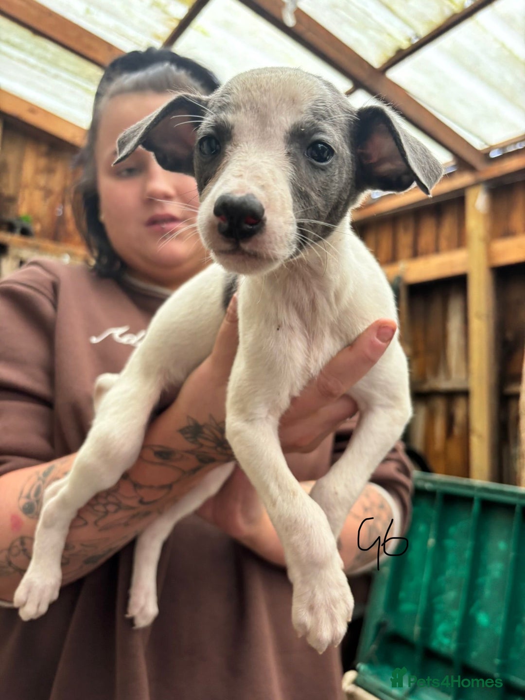 Whippet dogs for sale: Whippet pups x14 - Advert 11