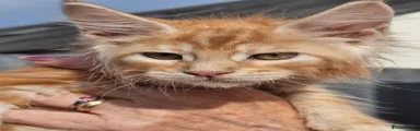 Maine Coon 3