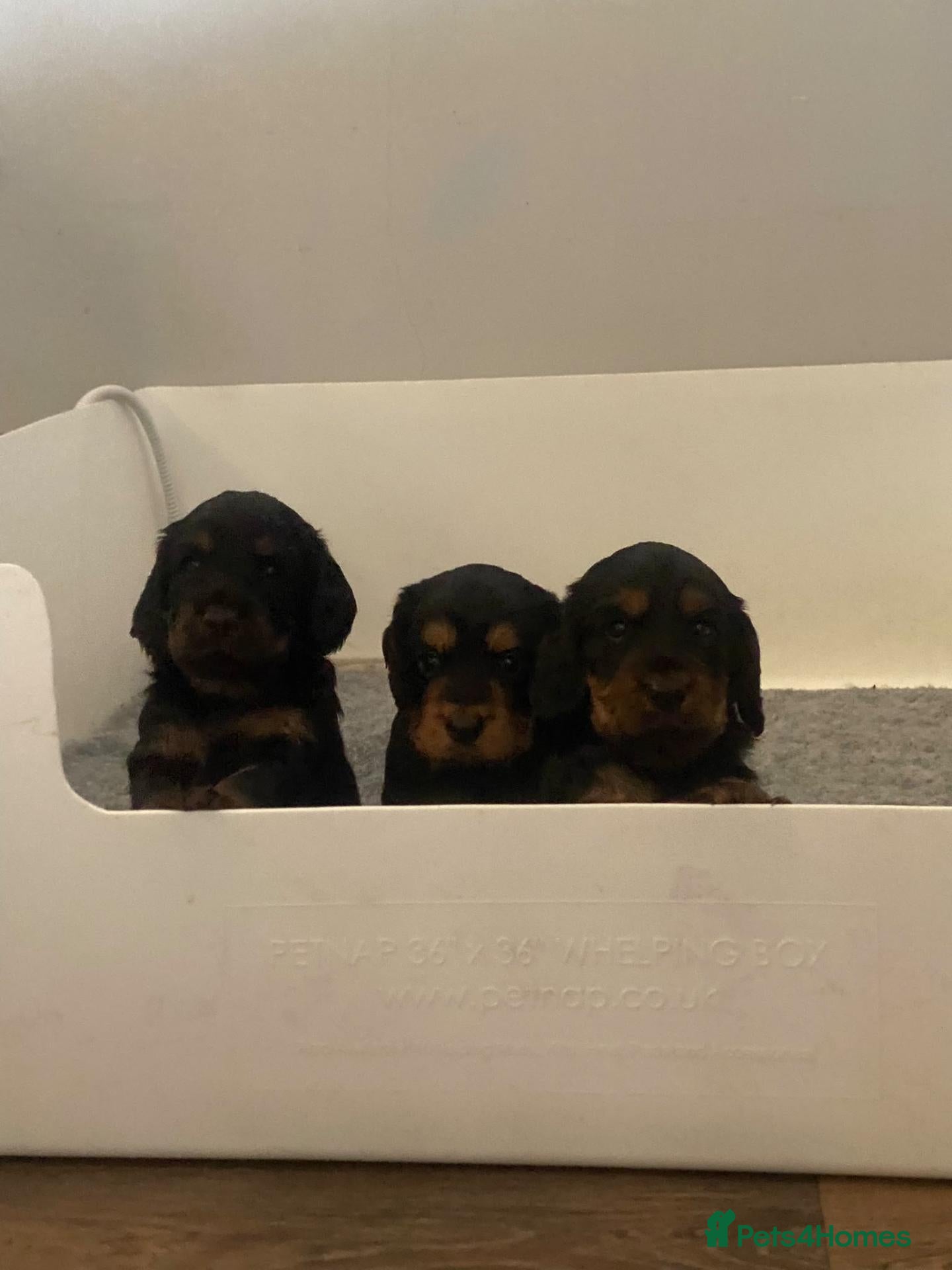 Cocker Spaniel dogs for sale: KC REG. Health Tested Working Cockers Spaniels - Advert 1