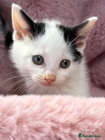 British Shorthair cats - Advert 5