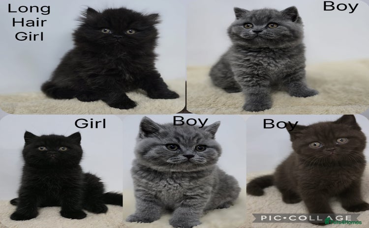 British Shorthair cats Gorgeous British Shorthair & Longhair Kittens - Advert 1