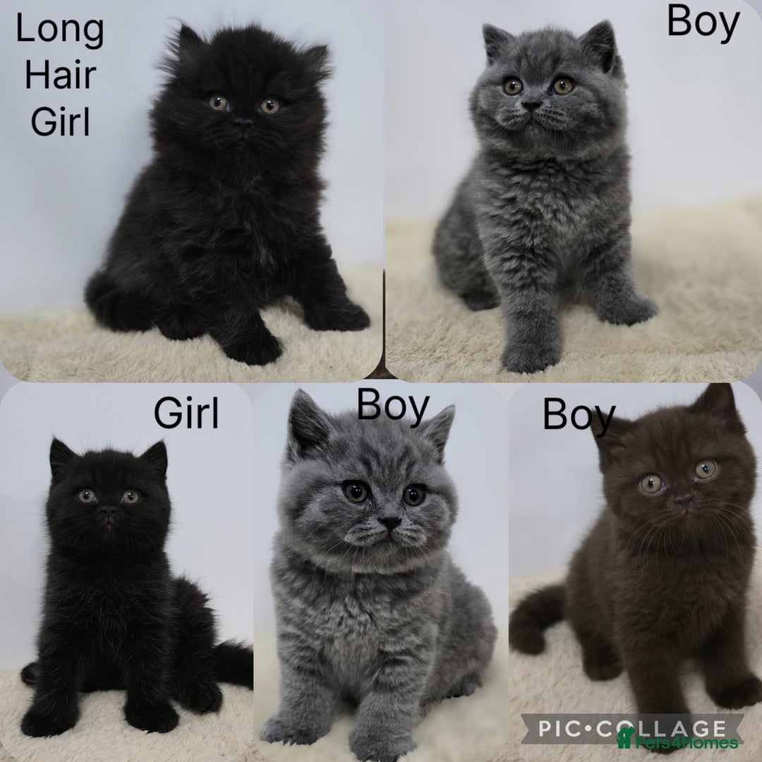 British Shorthair cats for sale: Gorgeous British Shorthair & Longhair Kittens - Advert 1