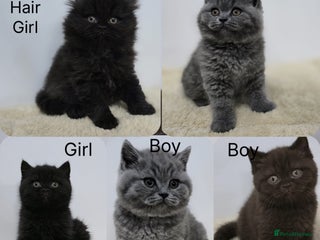British Shorthair cats Gorgeous British Shorthair & Longhair Kittens - Advert 1