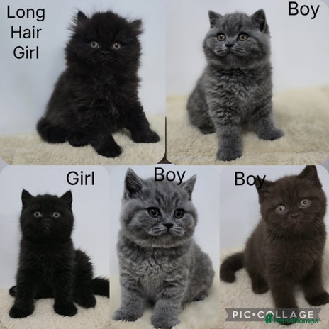 British Shorthair cats Gorgeous British Shorthair & Longhair Kittens - Advert 1