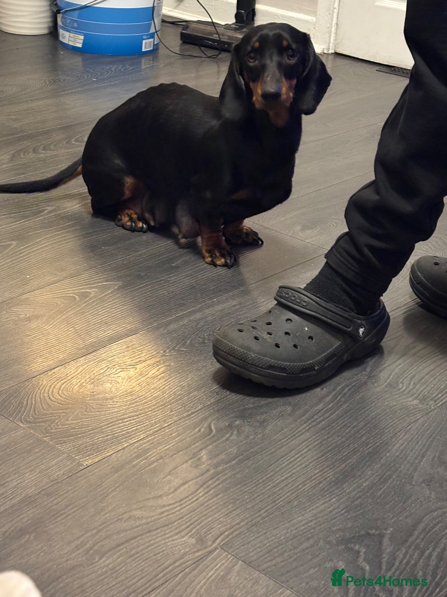 Dachshund dogs Only 1 girl left beautiful dachshund puppies  - Advert 18