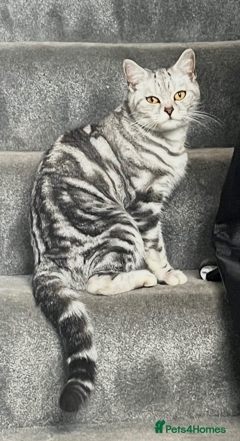 British Shorthair cats British shorthair kittens x5 Blue & silver tabby  - Advert 1