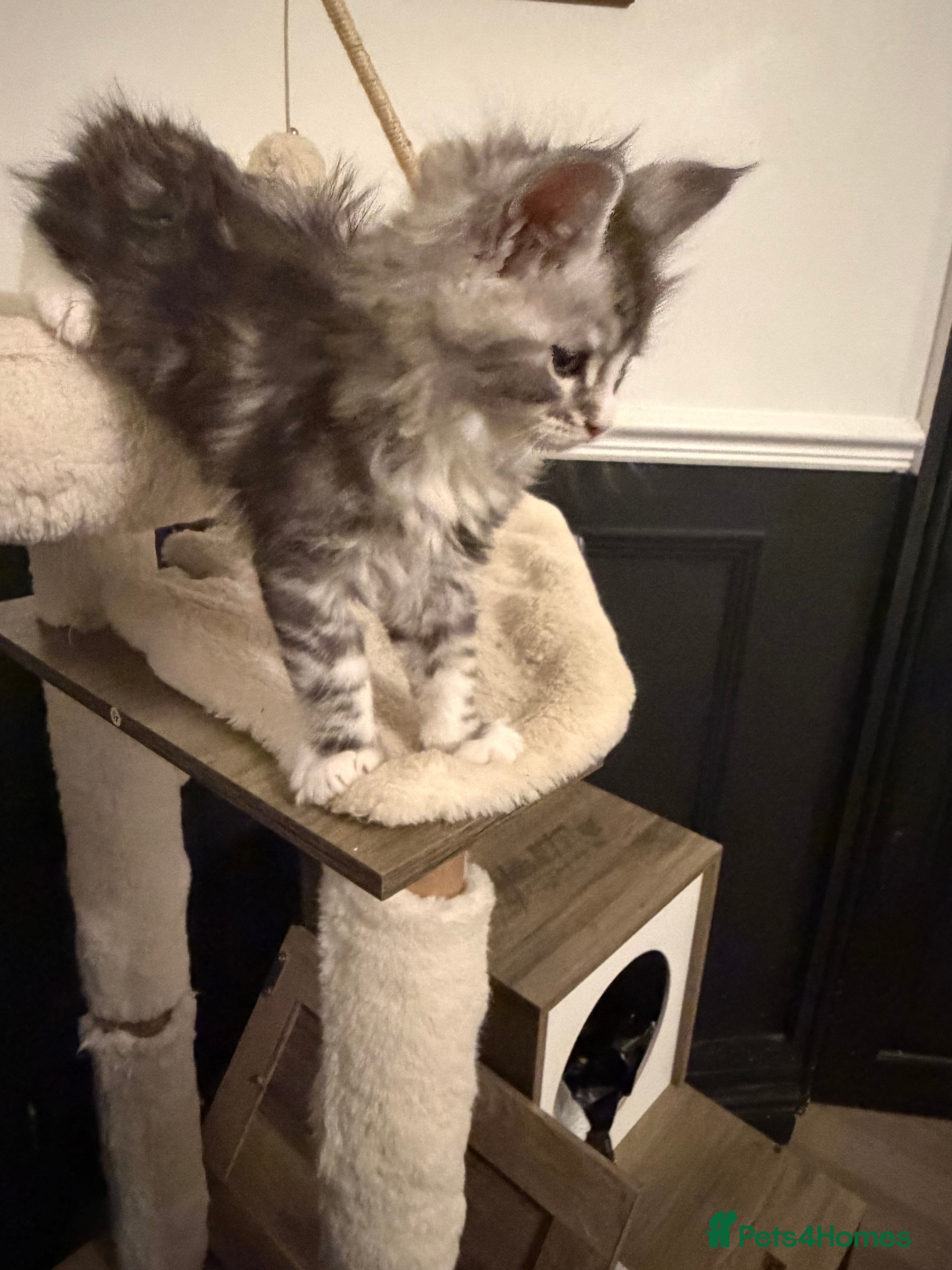 Maine Coon cats Pedigree Maine coons kittens  - Advert 6