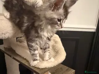 Maine Coon cats Pedigree Maine coons kittens - Advert 6