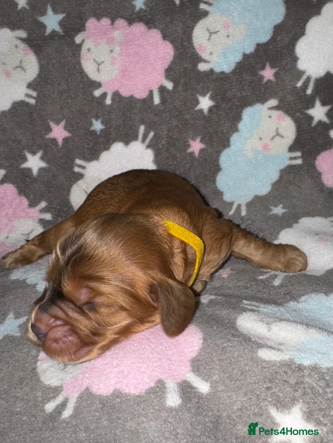 Cocker Spaniel dogs for sale: Outstanding Show Quality Show Type Cocker Spaniels - Advert 20