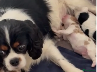 Cavalier King Charles Spaniel dogs DNA Tested Cavalier King Charles Spaniels Puppies - Advert 2