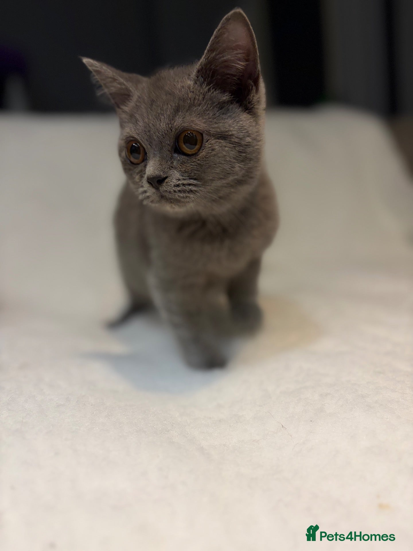 British Shorthair cats Beautiful BSH - Advert 23