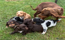 Cocker Spaniel dogs for sale: GORGEOUS WORKING COCKER PUPS - Image 30