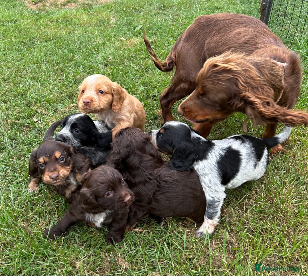 Cocker Spaniel dogs for sale: GORGEOUS WORKING COCKER PUPS - Image 30