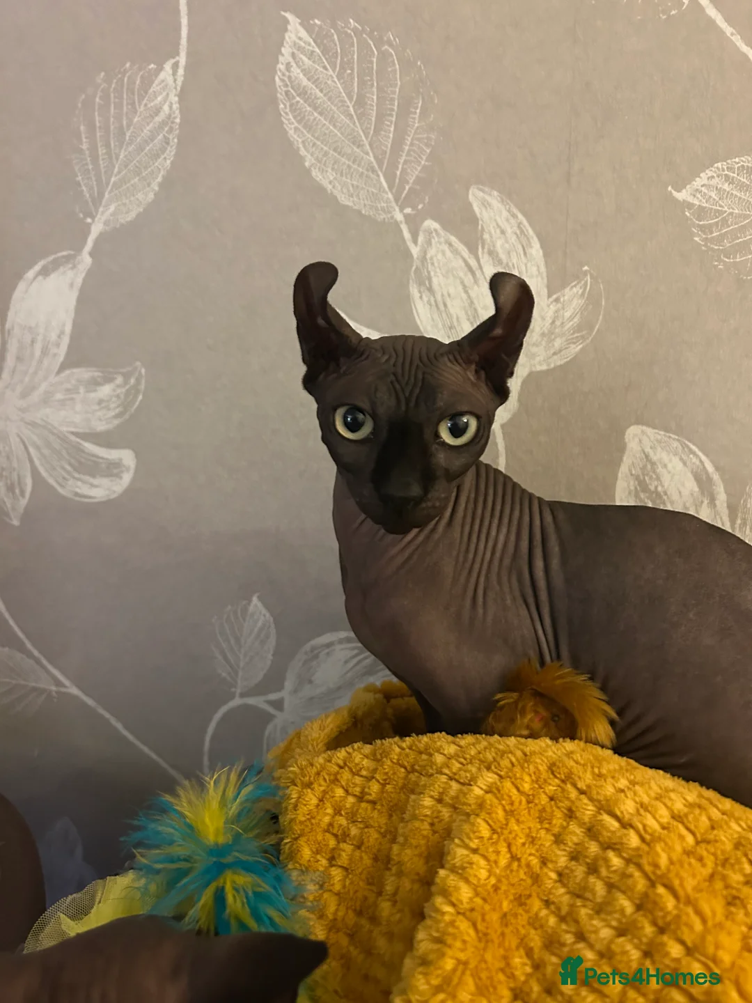 Sphynx cats for sale: Meet aria and raven looking for there forever home - Advert 5