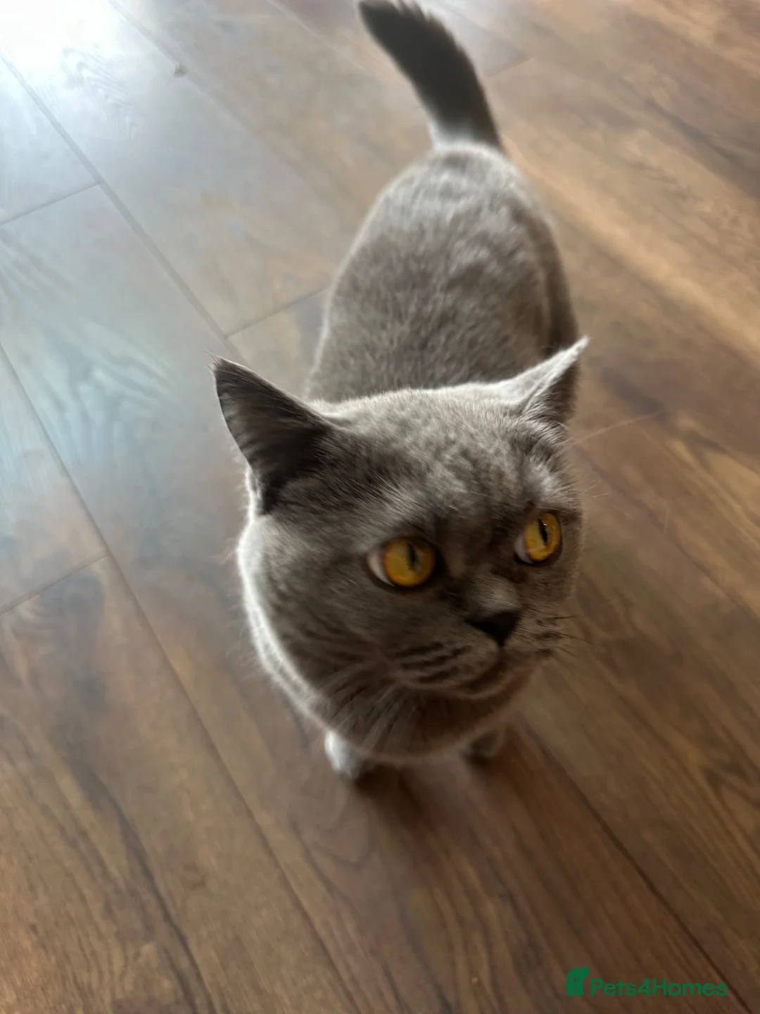 Brazilian Shorthair cats for sale: Blue British short hair cat  - Advert 5