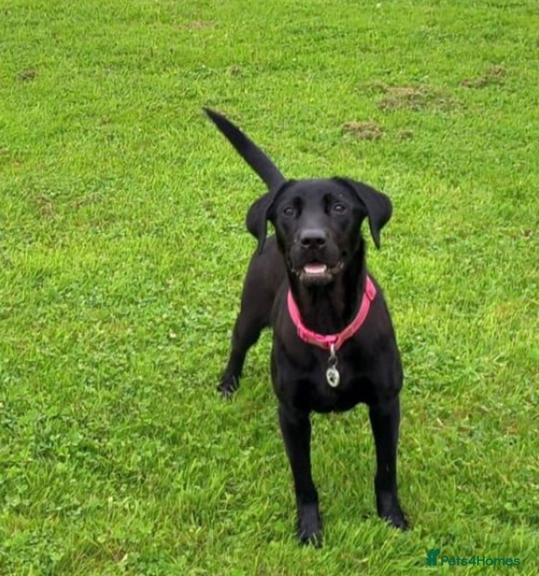 Mixed Breed dogs for sale: Labrador Cross - Image 4