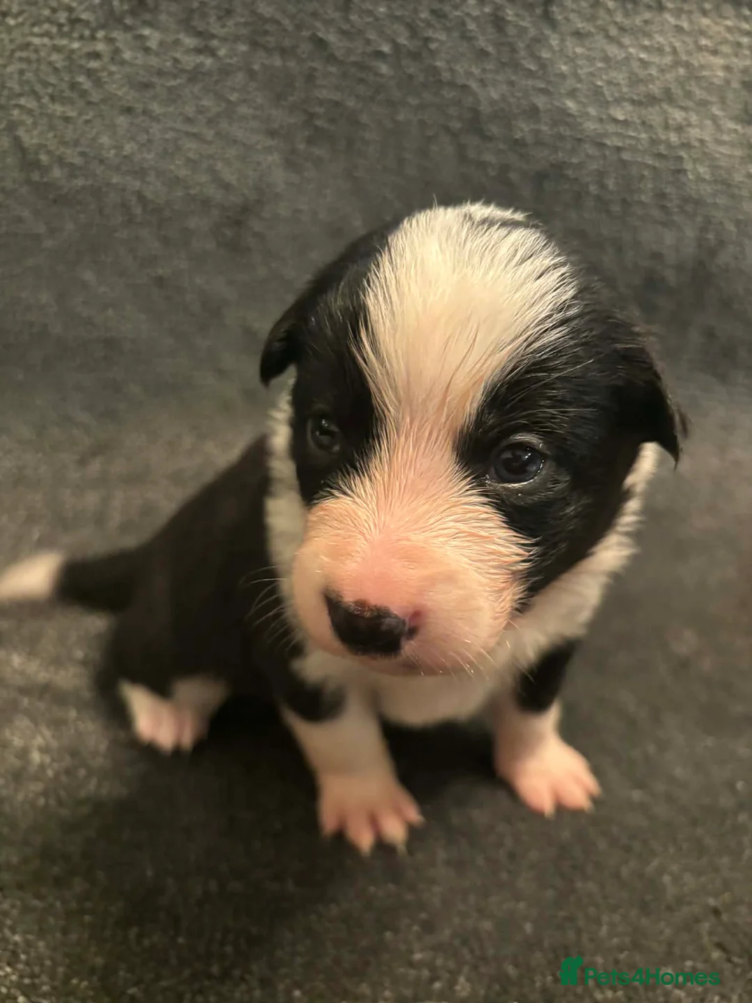 Border Collie dogs for sale: 8 Gorgeous Border Collie Puppies for Sale  - Advert 8