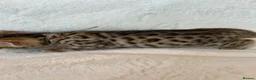 Bengal cats for sale: Stunning Pure Bengal Kittens Ready For Reservation - Advert 11