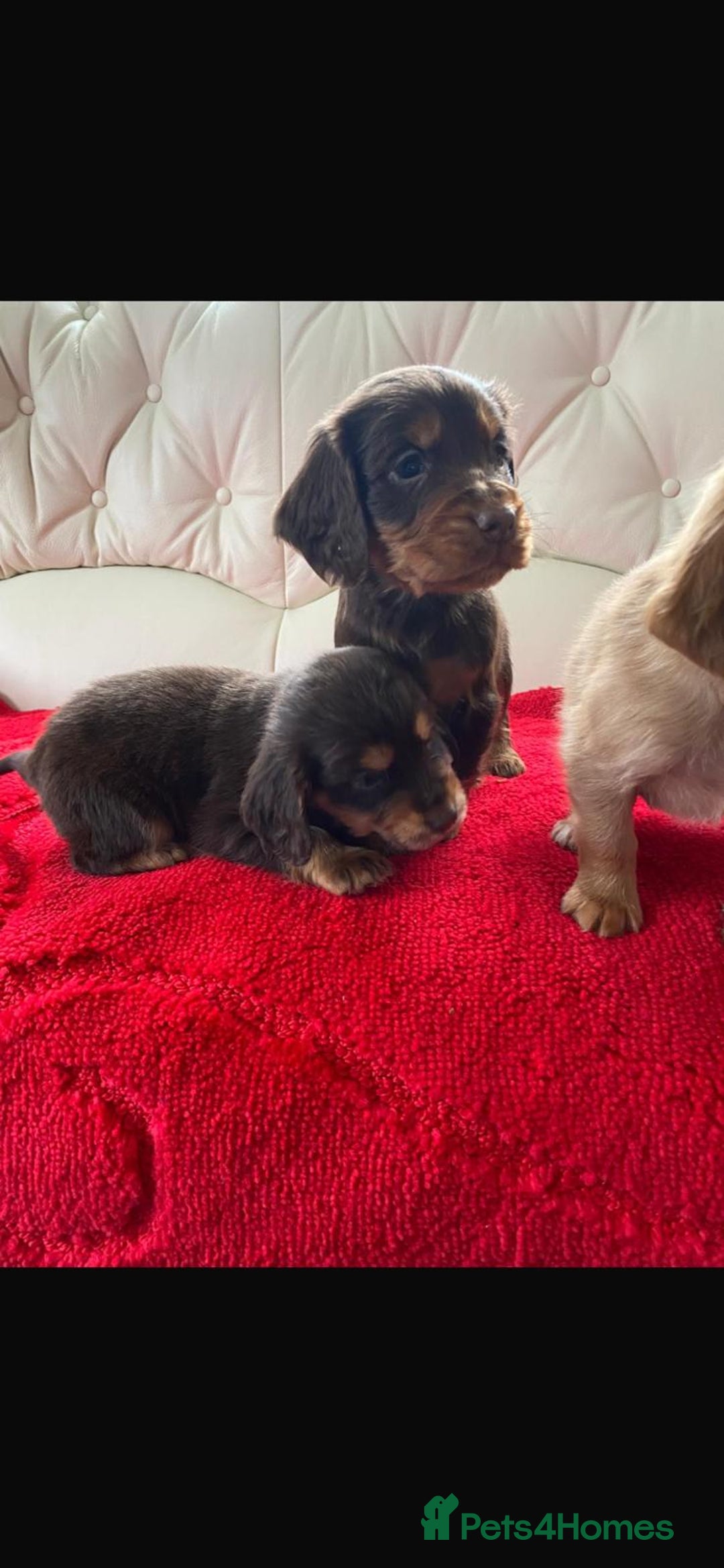 Cocker Spaniel dogs for sale: Beautiful litter of cocker spaniel puppys - Advert 4