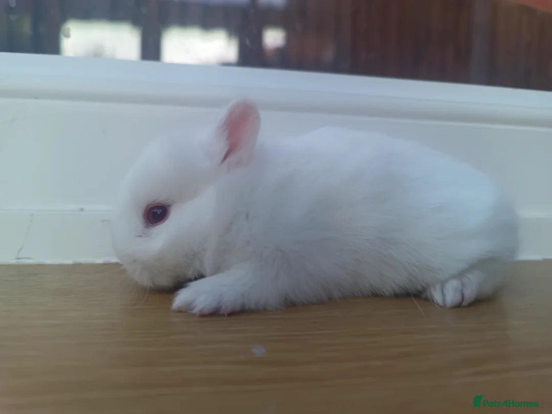 Netherland Dwarf rabbits for sale: Netherland Dwarf Ruby Eyed Rabbit  - Advert 3