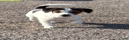 Jack Russell dogs for sale: Traditional short-legged Jack Russell puppies. - Advert 15