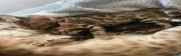 Bengal cats for sale: 🐾 Beautiful Bengal Kittens 🐾 - Advert 3