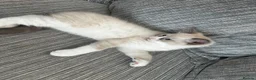 Ragdoll cats for sale: Beautiful pure Ragdolls Female and Male - Advert 8