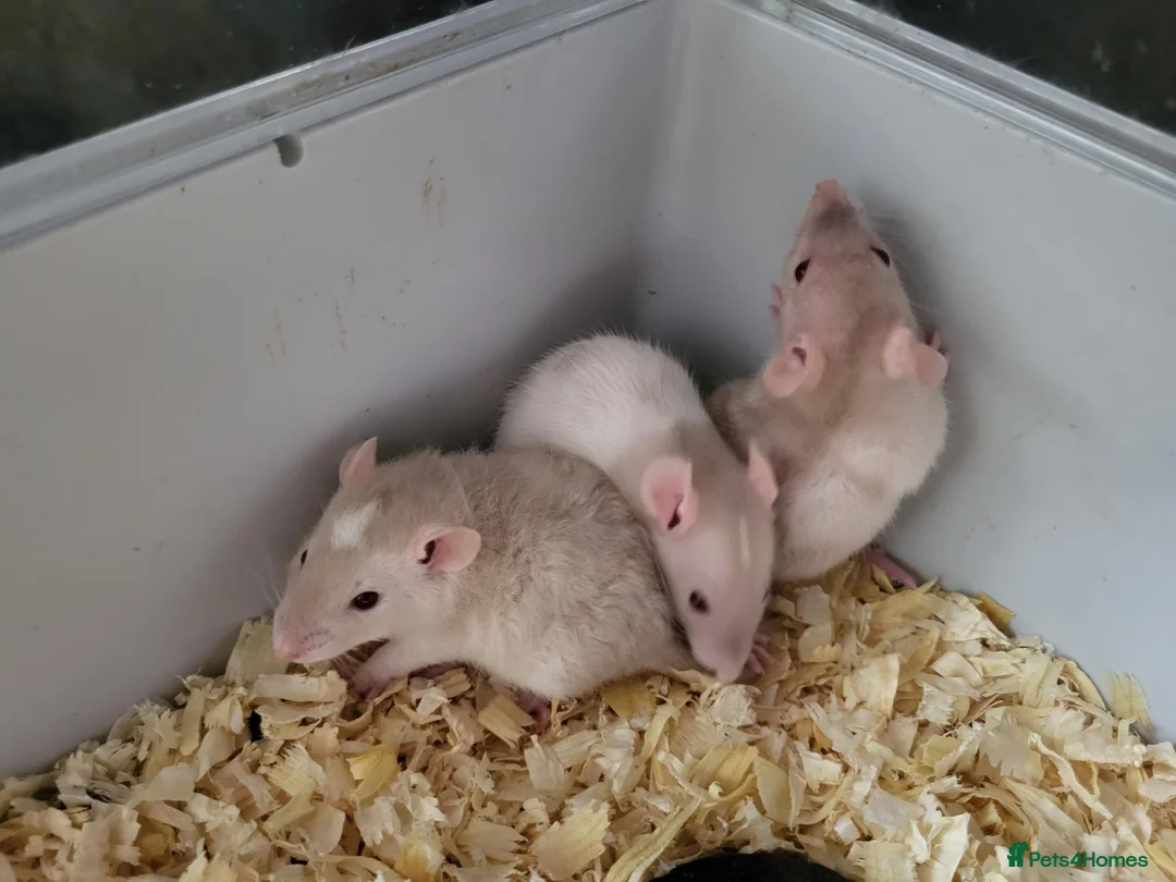 Rat rodents for sale: Siamese and fawn friendly rats - Advert 2