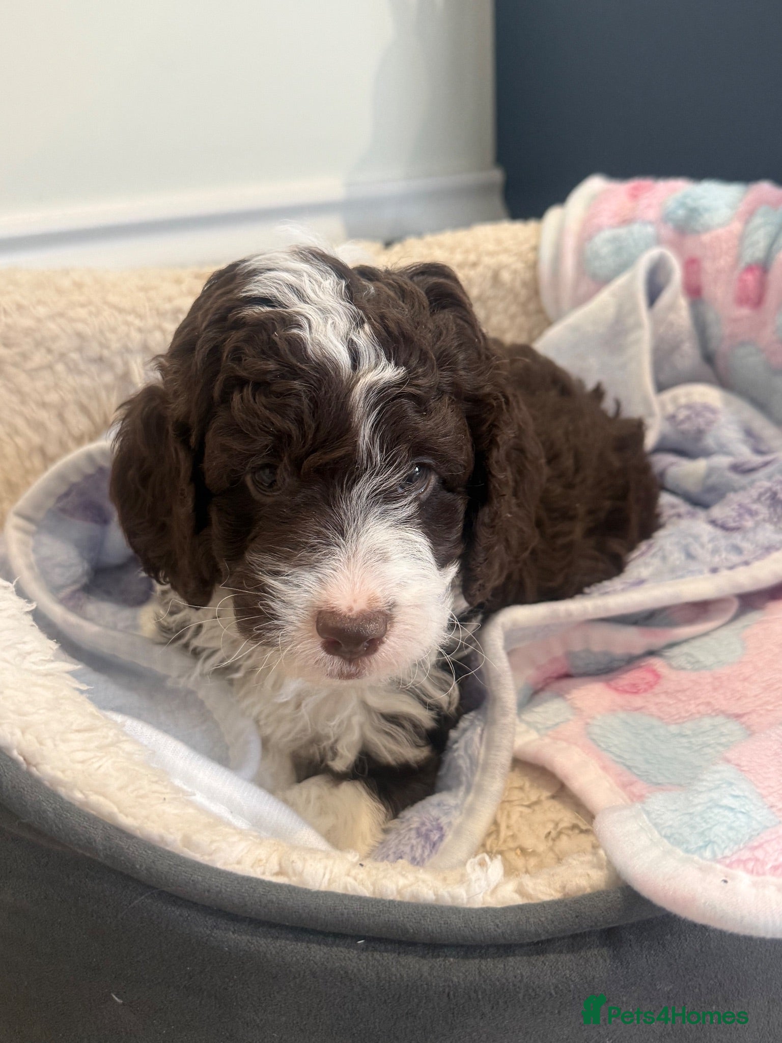 Cockapoo dogs Cockapoo Puppies For Sale 🐶  - Advert 4