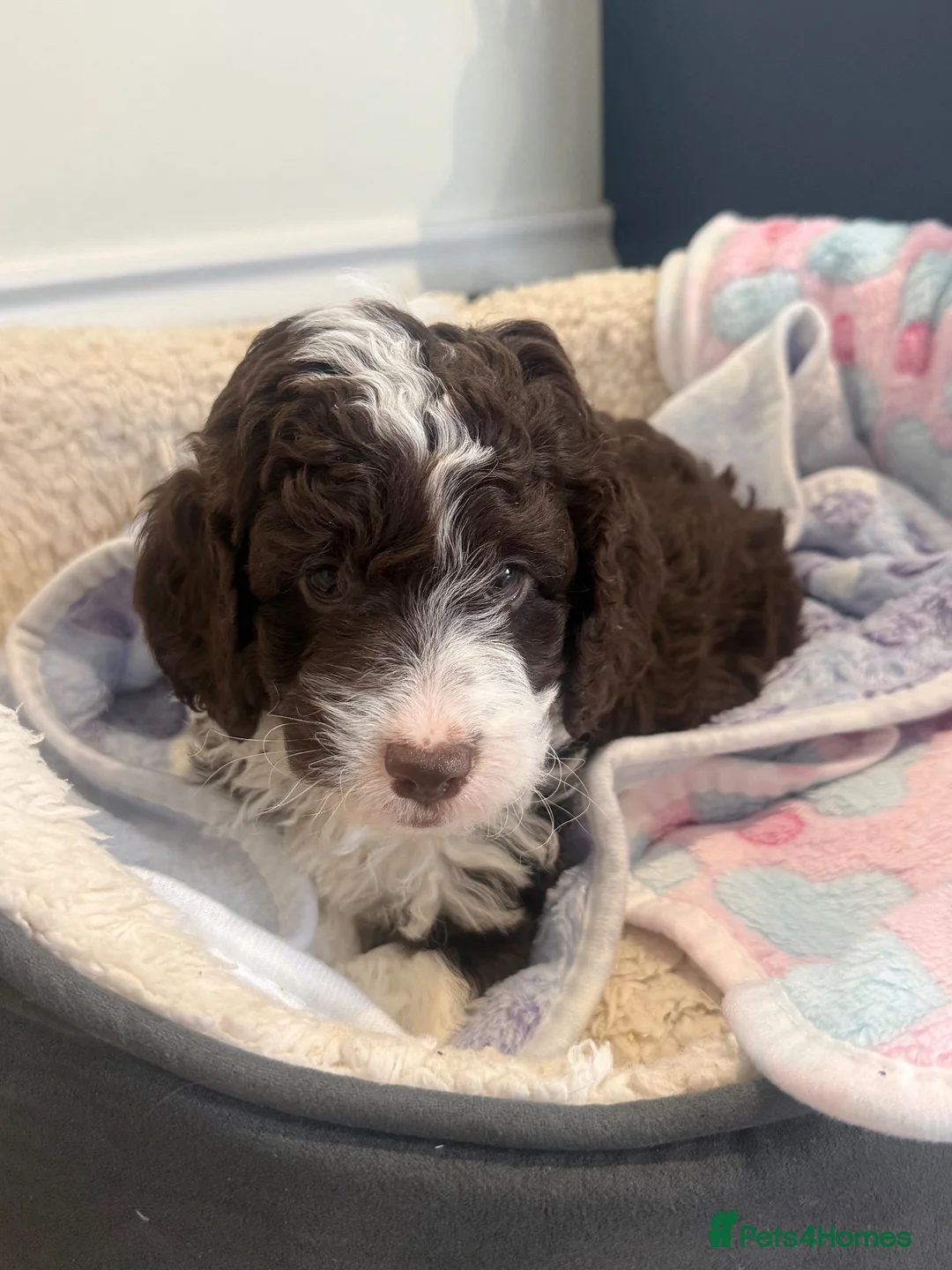 Cockapoo dogs for sale: Cockapoo Puppies For Sale 🐶  - Advert 1