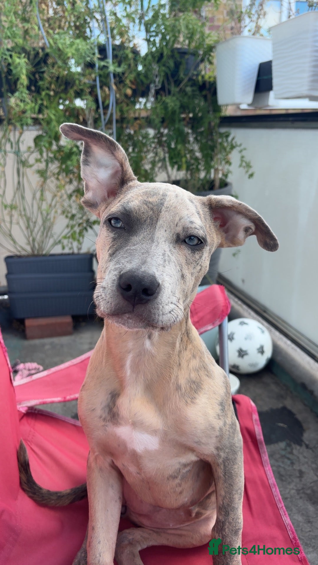 Mixed Breed dogs Beautiful Puppy Looking for Her Forever Home - Advert 3