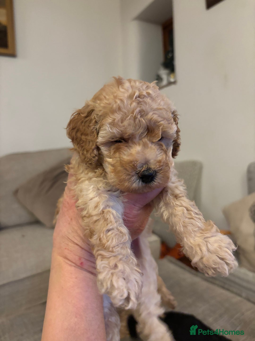 Sproodle dogs for sale: Gorgeous Sproodle F1b puppies - Advert 5
