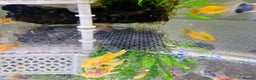 Plecos fish for sale: Bristlenose Pleco Golden&Snowflake – Various Sizes - Advert 24