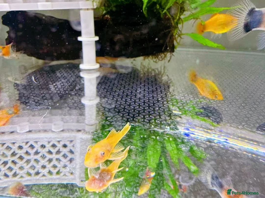 Plecos fish for sale: Bristlenose Pleco Golden&Snowflake – Various Sizes - Advert 31