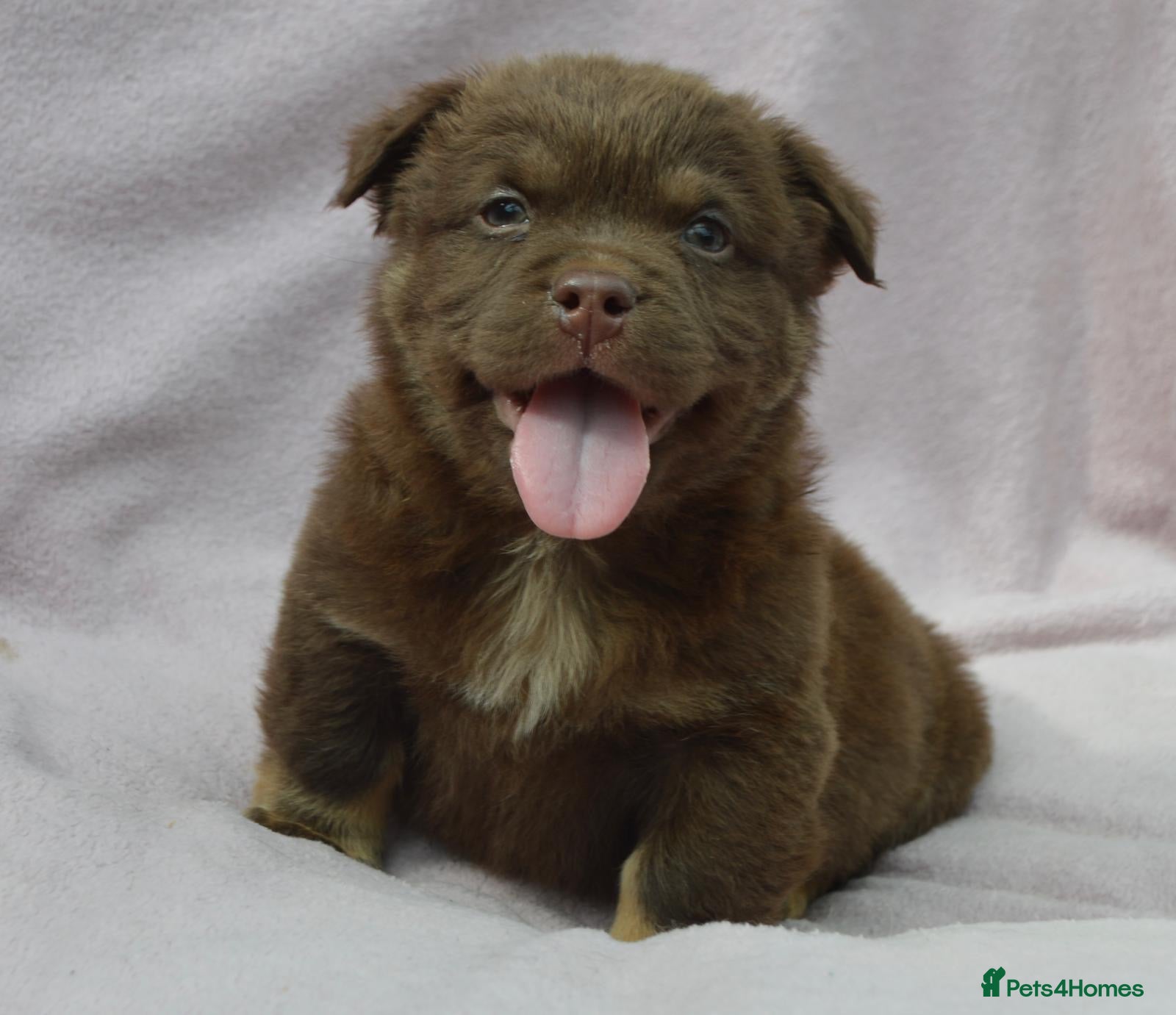 Mixed Breed dogs the cutest shih zhu mix babies  - Advert 1