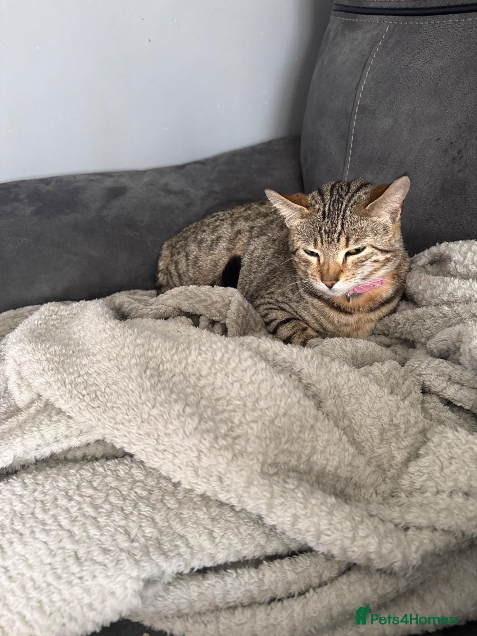 Bengal cats Beautiful Bengal  Kittens  - Advert 1