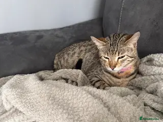 Bengal cats Beautiful Bengal Kittens - Advert 1