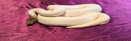 Python Snake reptiles for sale: Spied ball Python Spider Pied Adult Male  - Advert 1