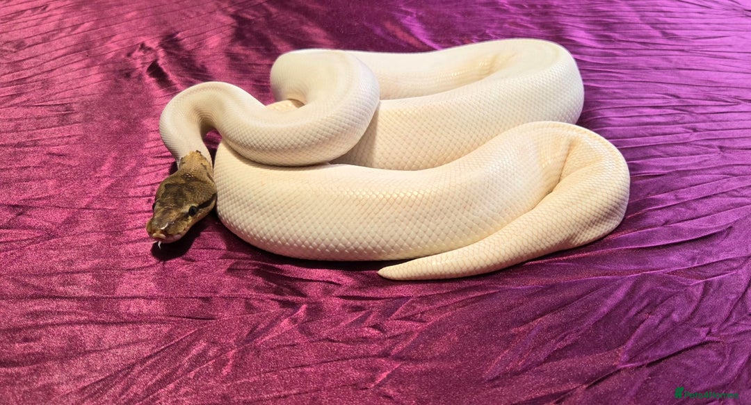 Python Snake reptiles for sale: Spied ball Python Spider Pied Adult Male  - Advert 1