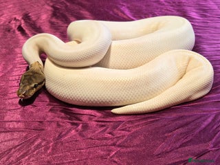 Python Snake reptiles Spied ball Python Spider Pied Adult Male - Advert 1
