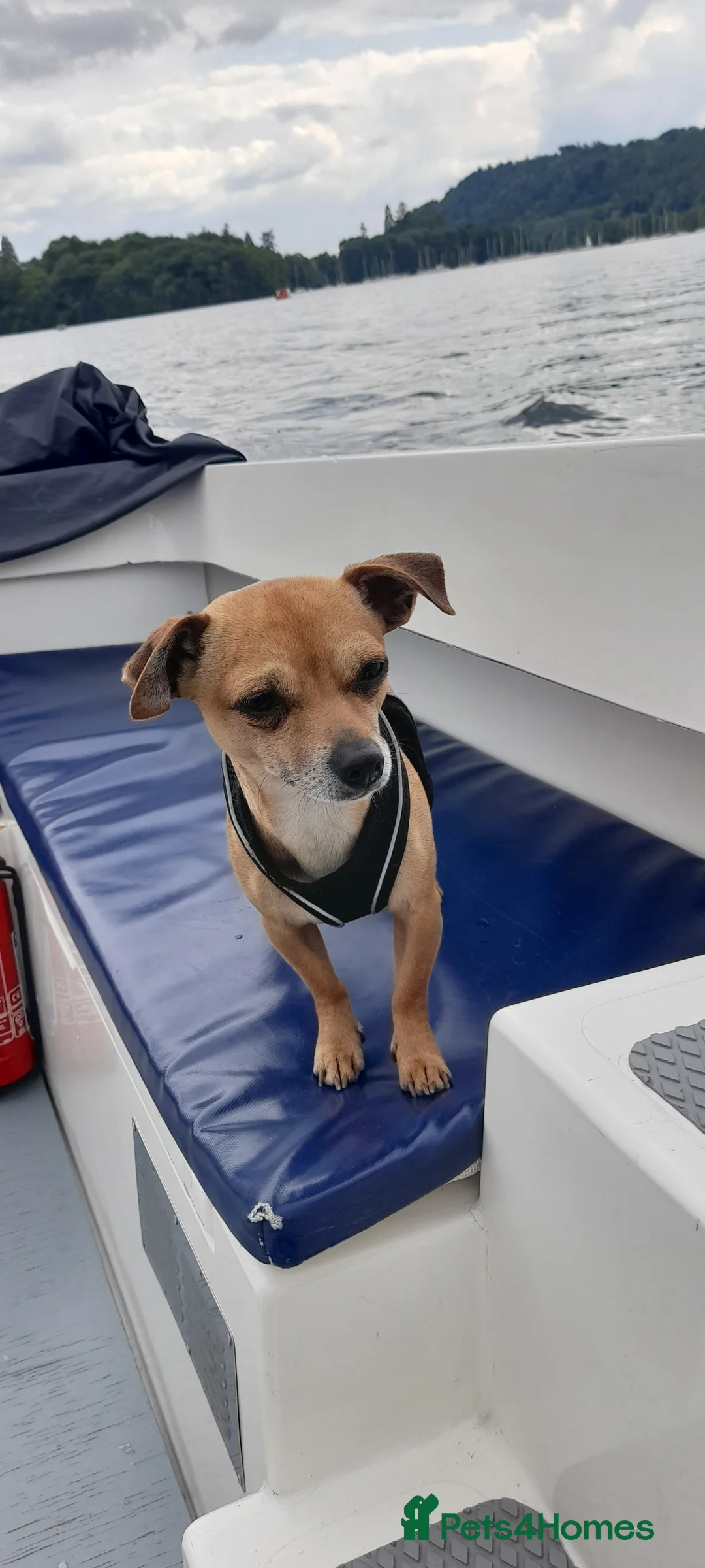 Mixed Breed dogs for stud: Proven stud available  in Skipton - Advert 2