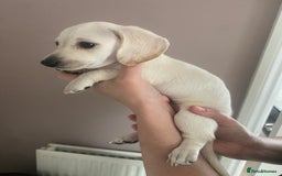 Dachshund dogs for sale: Stunning male Dachshund puppies  - Image 4