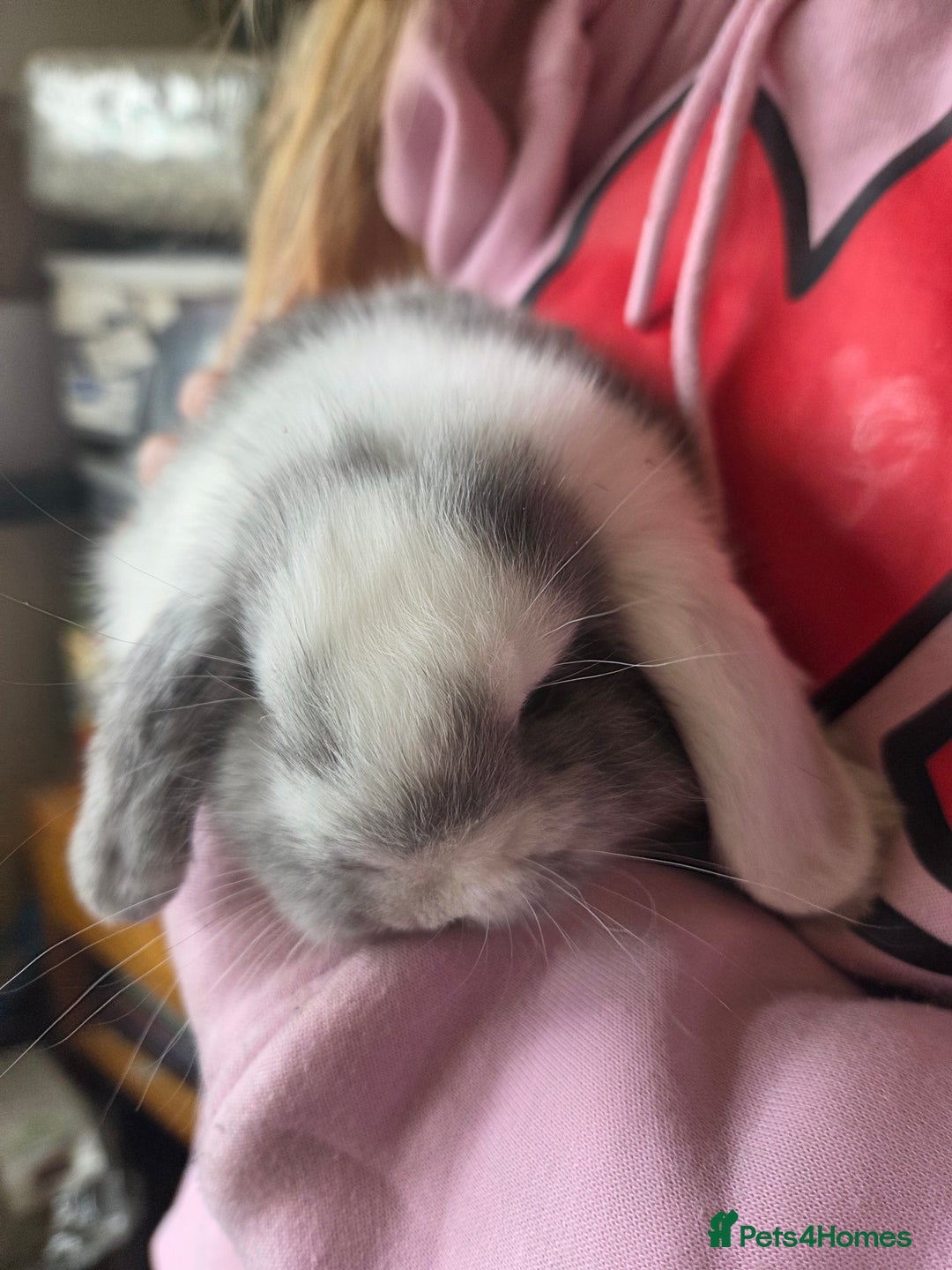 Mini Lop rabbits for sale: 🐰 Mini Lop Rabbits – Loving Homes Wanted 🏡 - Advert 17