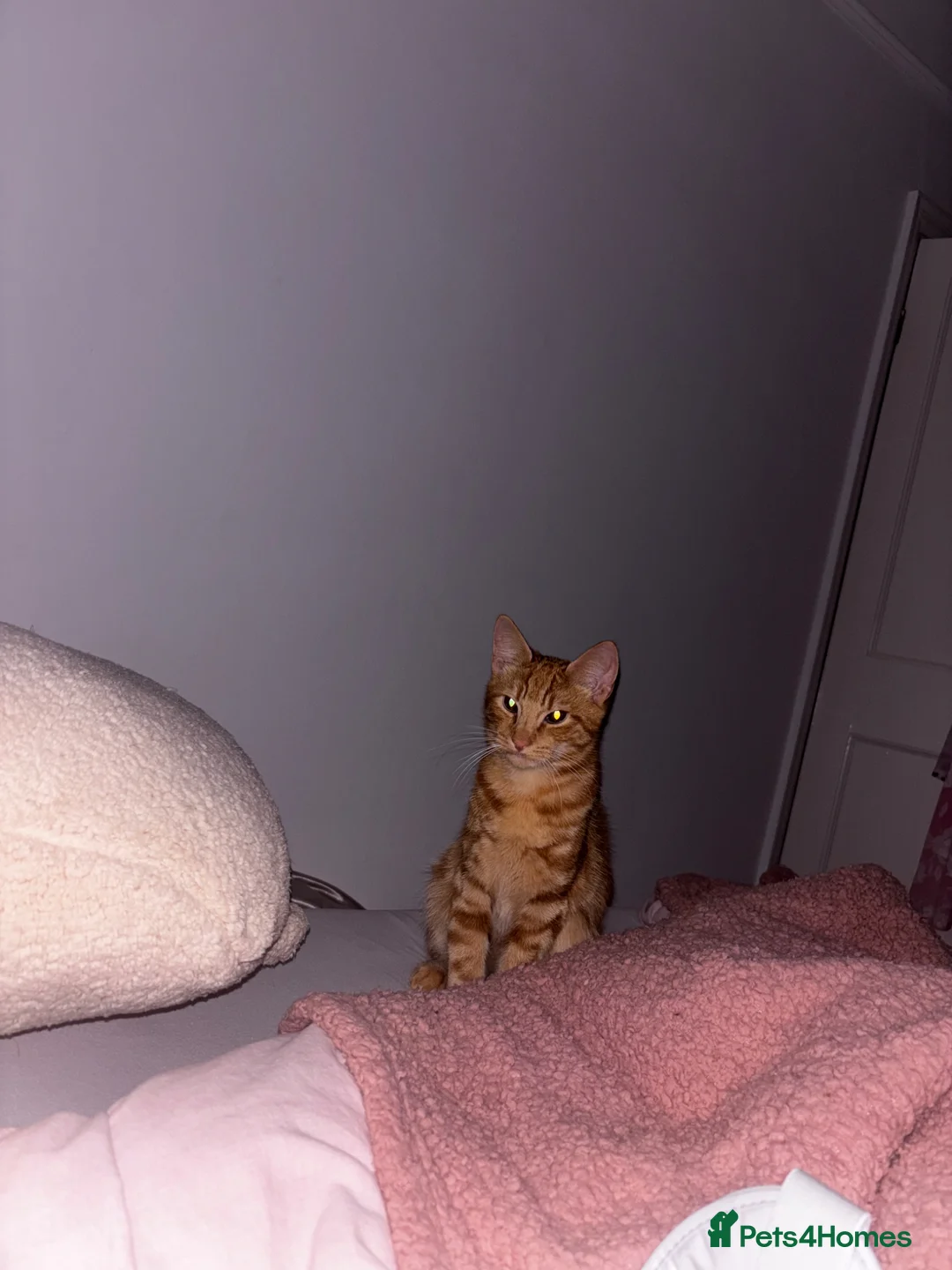 Domestic Shorthair cats for sale: Lovely ginger boy  in Torquay - Advert 2