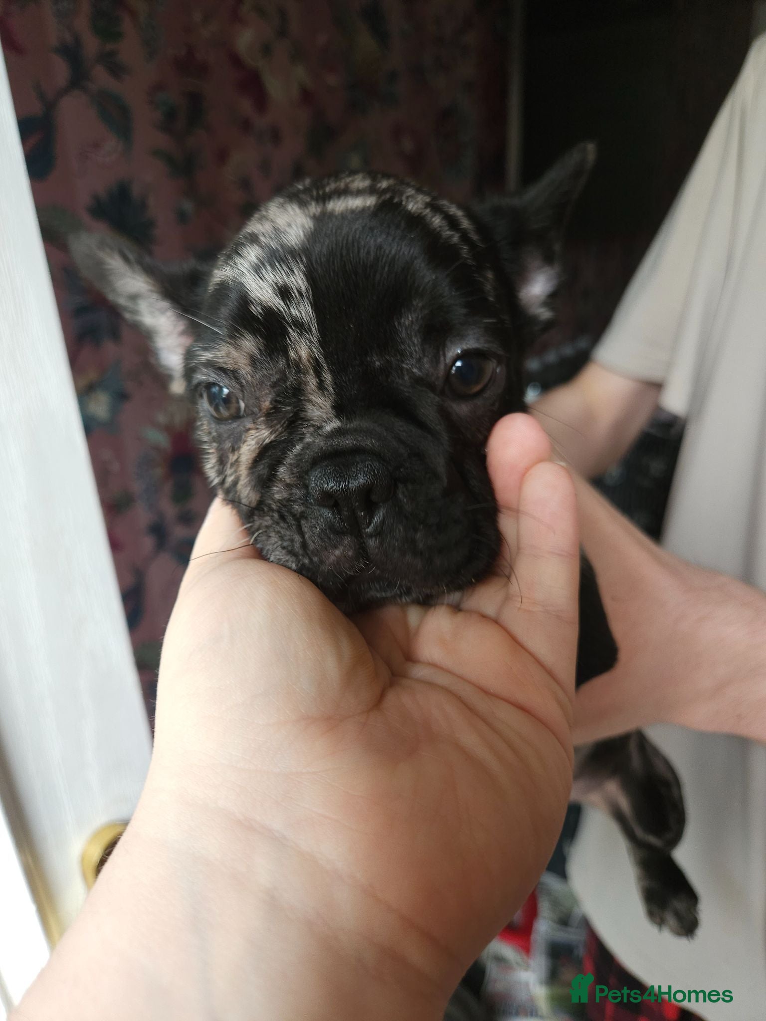 French Bulldog dogs Last beautiful boy - Advert 10